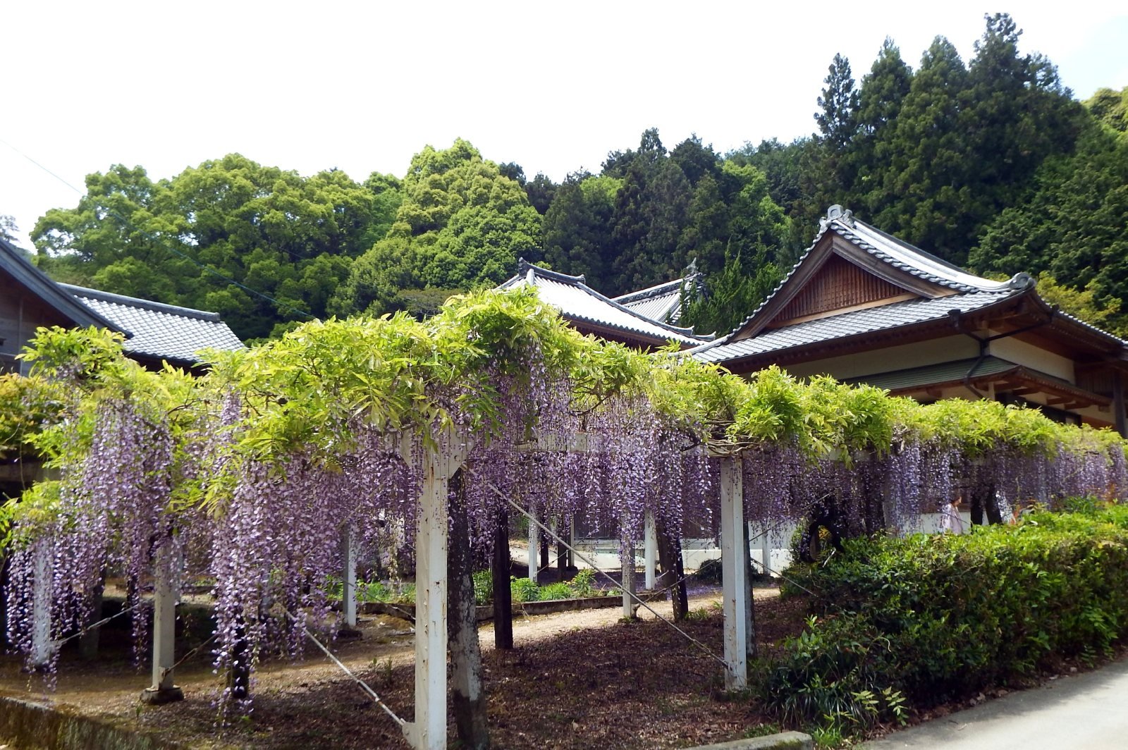 藤井寺