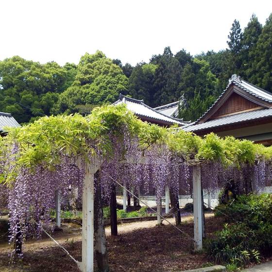 藤井寺