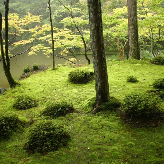 西芳寺